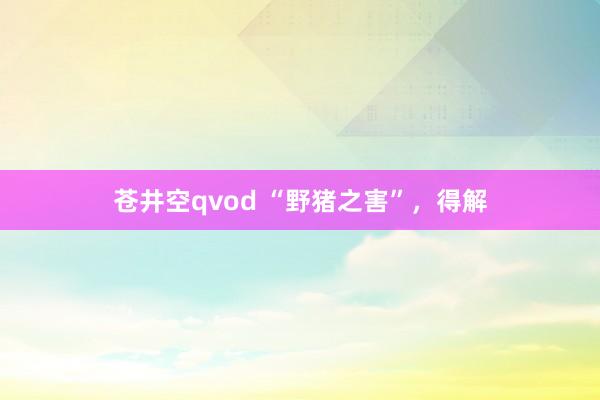 苍井空qvod “野猪之害”，得解